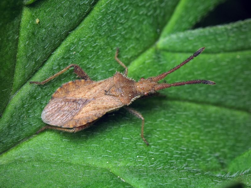 Coriomeris denticulatus (Scopoli, 1763)